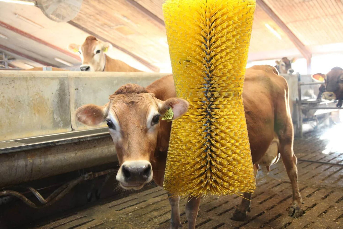 Kuhbürste Karoline